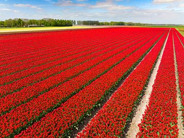 Rode tulpen bloeien in de velden in het voorjaar van Sjoerd van der Wal