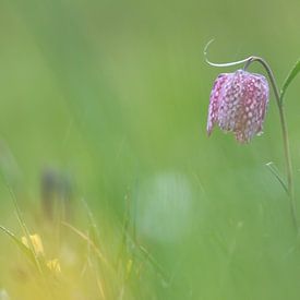 Wilde Kievitsbloem van Hillebrand Breuker