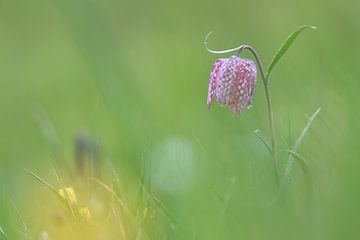 Snake’s head by Hillebrand Breuker