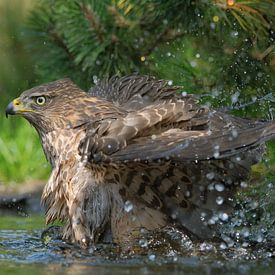 Juveniele havik op de Lemelerberg van Wim van der Meule