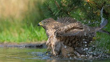 Juveniele havik op de Lemelerberg van Wim van der Meule