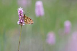 ringoogparelmoervlinder in de ochtend