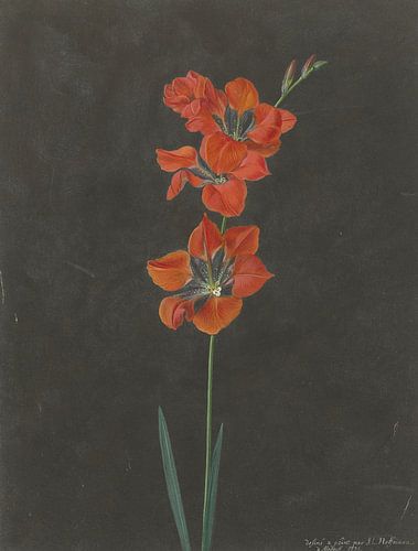 Lily, F. L. Hoffmann (1775)