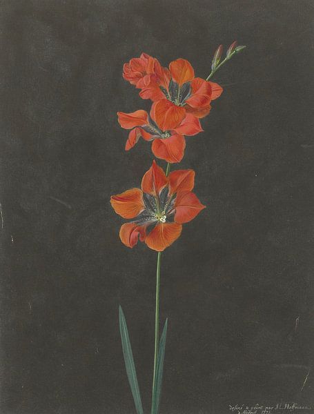 Lily, F. L. Hoffmann (1775) par Des maîtres magistraux