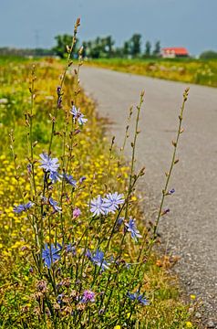 Chicory along a country road