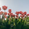 Tulipes rouges en fleurs (2/2) sur Sophia Eerden