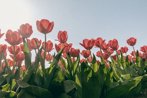 Rode Tulpen in Bloei (2/2)