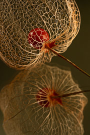 Biophilic design  Close-up – Chic botanical close-up lantern in warm colours (part 2 of a trilogy) by Marjolijn van den Berg