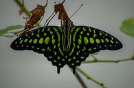 grüner Schmetterling von Roy Schmidt Miniaturansicht