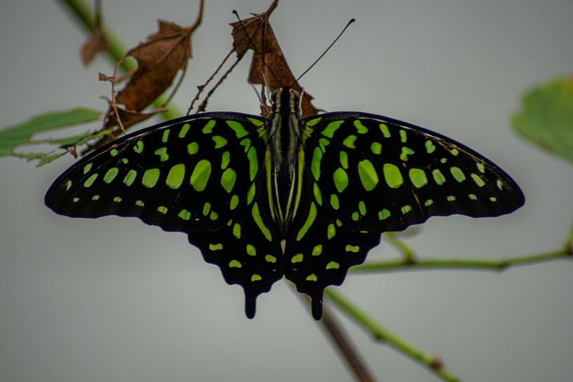 grüner Schmetterling von Roy Schmidt