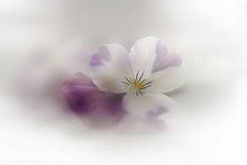 Pansy sur Pink Rose Pictures