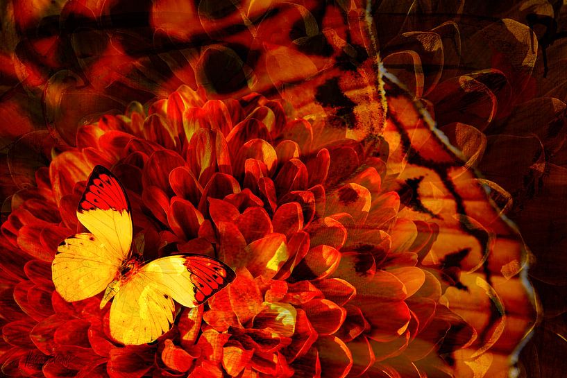 Le Dahlia et le Papillon par Helga Blanke