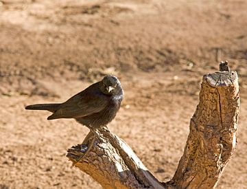 Curious mountain starling at Fish River Canyon by WeltReisender Magazin