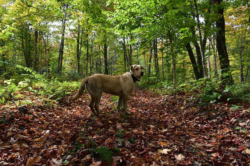 A dog by the sugar bush in autumn by Claude Laprise
