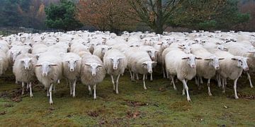 Schafe auf der Straße von Barbara Brolsma