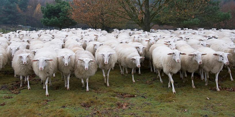 Walking sheep by Barbara Brolsma