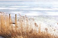 Reed plumes Markermeer by Inge Hogenbijl thumbnail