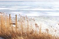 Riet rietpluimen Markermeer