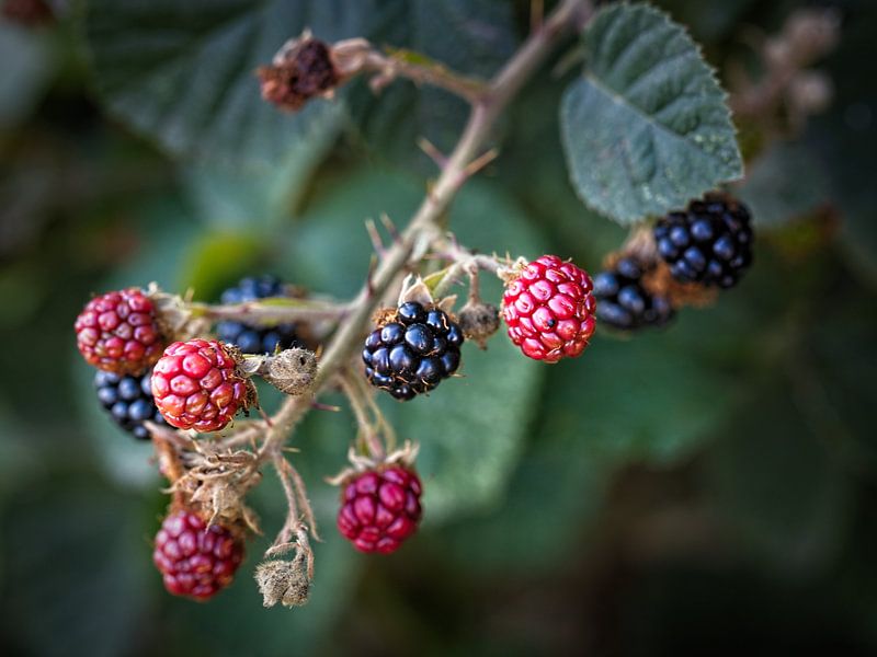 Blackberries by Rob Boon