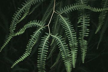 A Brazilian jungle plant up close by Felix Van Leusden