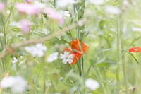 Verstecken und Suchen