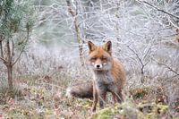 Vos op de heide in de rijp.