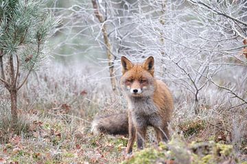 Vos op de heide in de rijp. van Adrian Visser