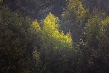 Zonlicht op de bomen - detail van Ate de Vries