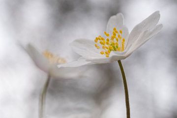 Frühlingsknospen im Wald von Piekfotografie