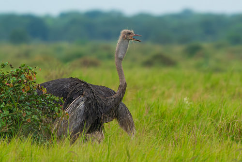Ostrich Calling with Open Beak in African Savanna