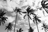 Palm trees at the beach in Bali