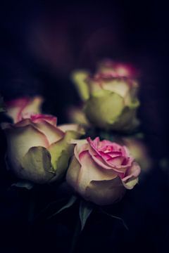 Roses van JDolky