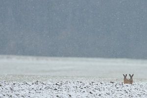 2 Feldhasen ( Lepus europaeus ) auf einem schneebedeckten Feld