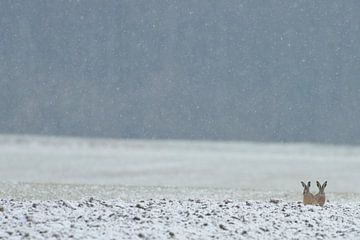 / European Hares ( Lepus europaeus ) sitting on the edge of a snow covered field van wunderbare Erde