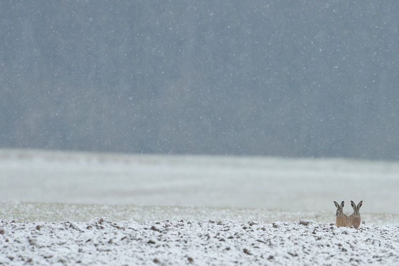 / European Hares ( Lepus europaeus ) sitting on the edge of a snow covered field by wunderbare Erde