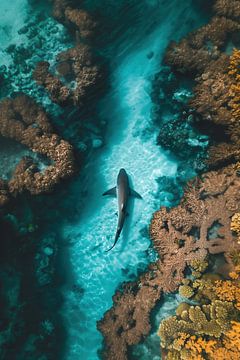 Shark in the reef by fernlichtsicht