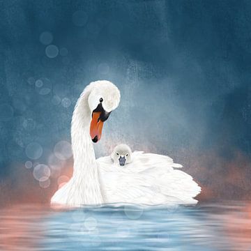Swan with a chick between the feathers