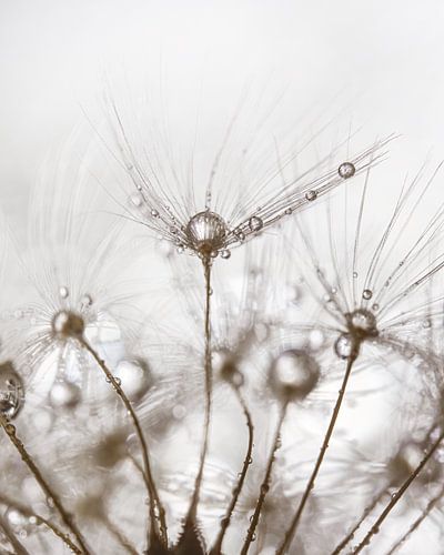 Pluisje met andere pluisje op de achtergrond met druppels