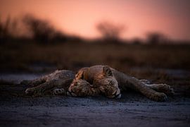 Ruhe in der Savanne - schlafende Jungtiere von Jan-Joost Snijders