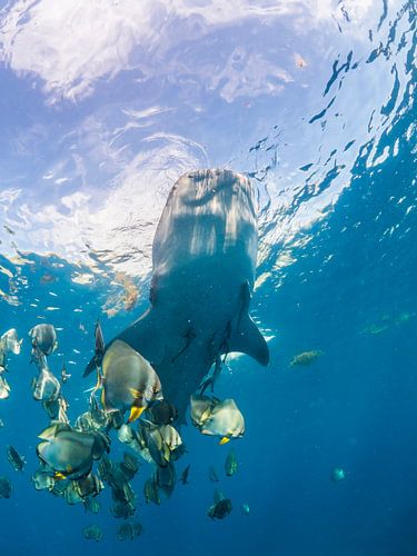 Posing batfish with a whale shark in the background