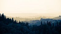 Layers of trees