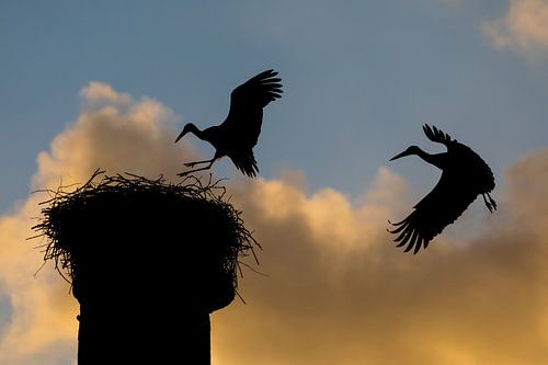 Die Rückkehr des Storches
