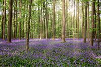 Forêt magique