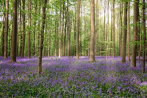 Magischer Wald
