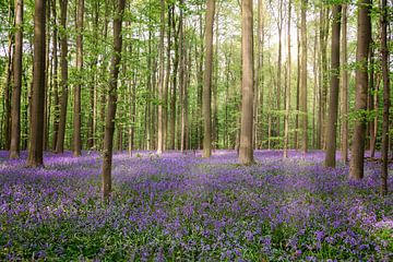 Forêt magique sur gea strucks