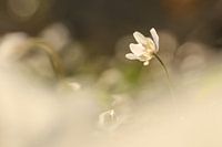 Bosanemoon in ochtendlicht.1