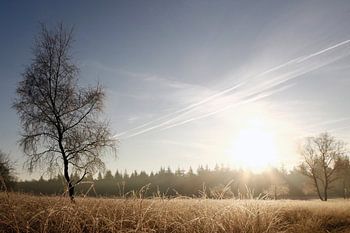 Winter Deelense Veld