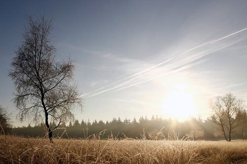 Winter Deelense Veld