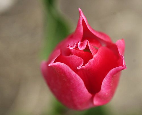 Rosa Tulpe