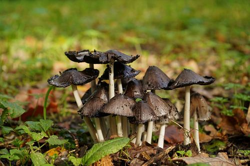 Coucou sur Madeltijntje